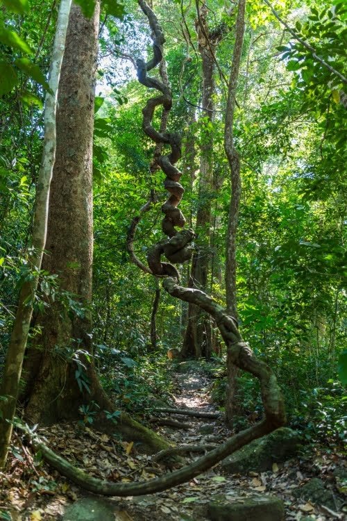 nature trail parc national namtok phlio - chanthaburi - thailande