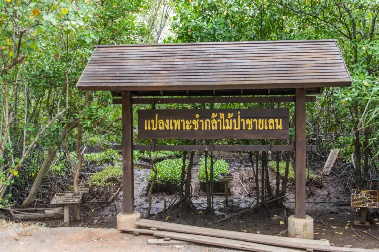 Khung Kraben Mangrove Nursery - Chao Lao - Chanthaburi