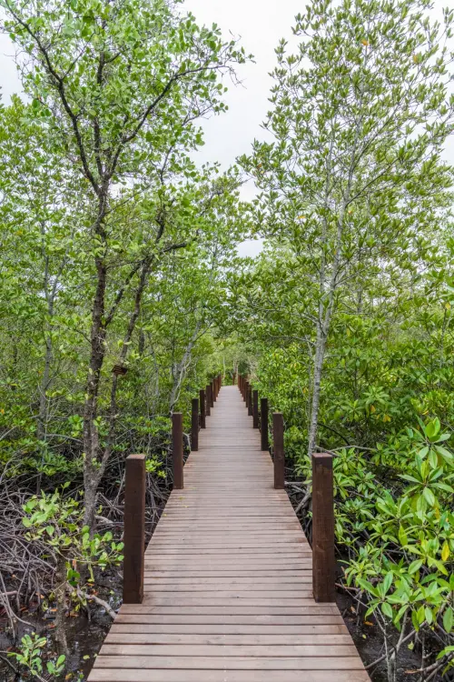 mangrove footbridge khung kraben - chao lao - chanthaburi
