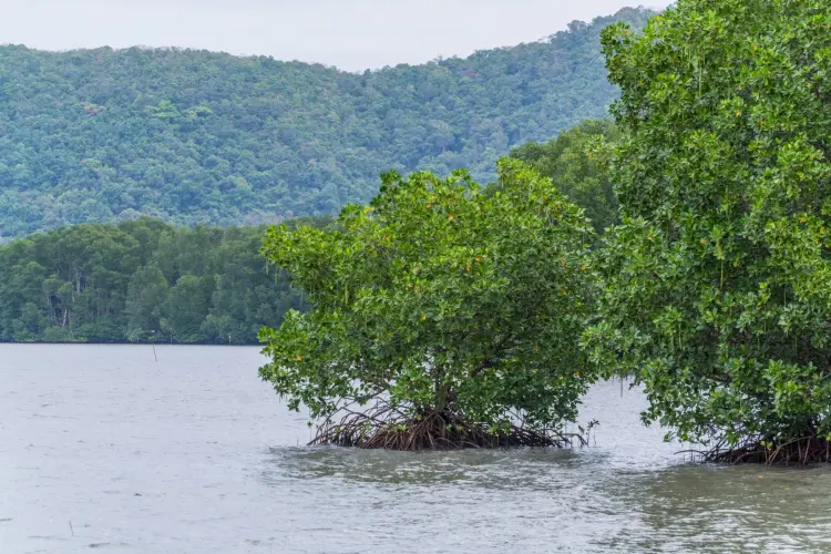 mangrove landscape khung kraben - chao lao - chanthaburi