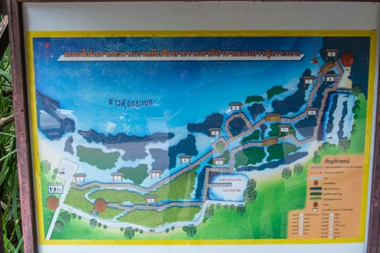 plan mangrove khung kraben - chao lao - chanthaburi