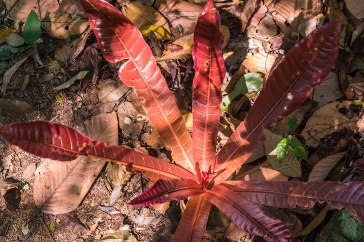 plante - namtok phlio - chanthaburi - thailande