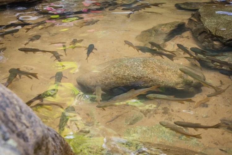 fish - namtok phlio - chanthaburi - thailand