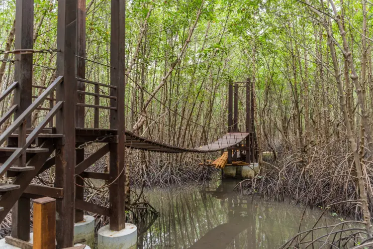 mangrove bridge khung kraben - chao lao - chanthaburi