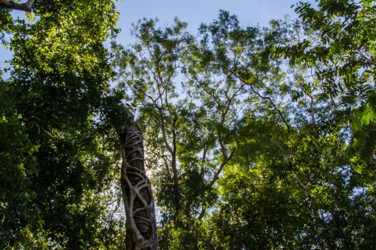 vegetation namtok phlio - chanthaburi - thailande