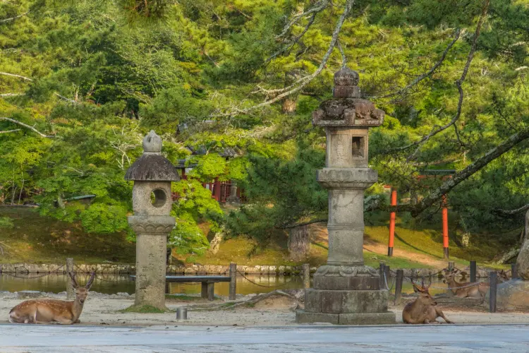 edge pond mirror todai-ji nara temple - japan