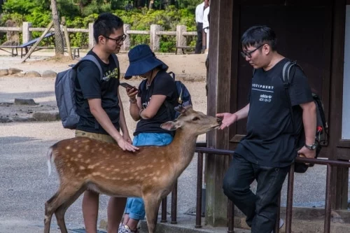 pet deer nara - japan