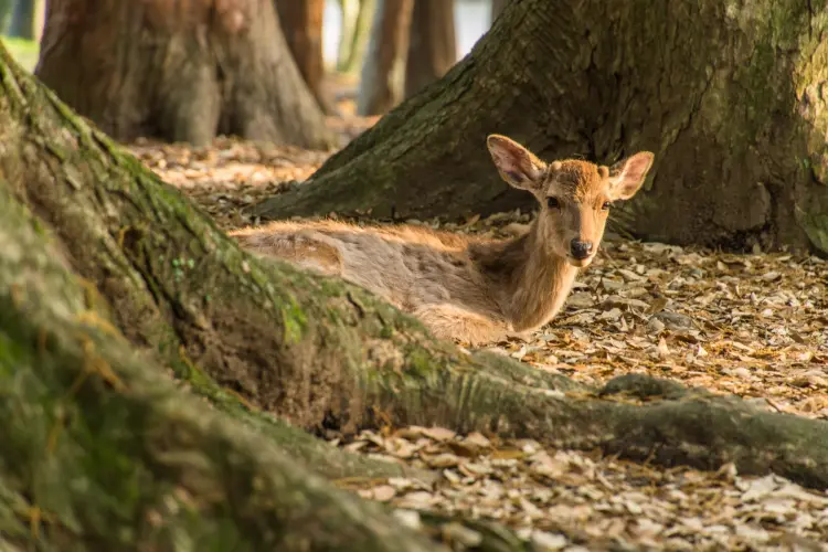 lying deer todai-ji nara - japan
