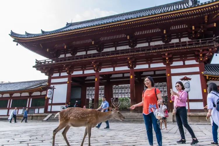 deer in front of todai ji temple nara -japan