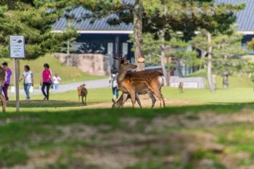sika deer nara park - japan