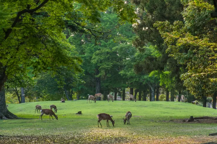 deer in nara park - japan