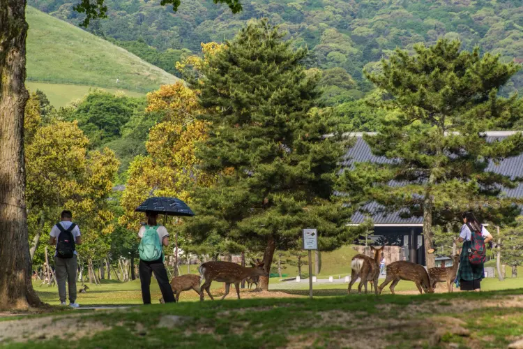 sika deer nara park - japan