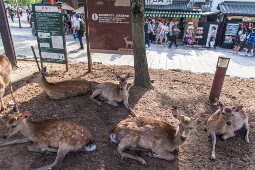 Sika deer resting in Nara - Japan