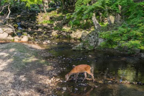 nara deer nature corner - japan