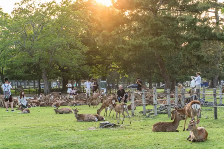 sunset deer nara - japan
