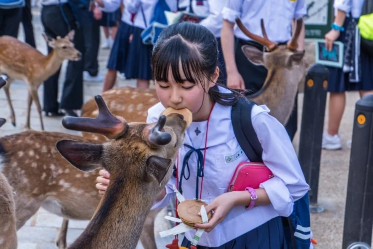 schoolgirl gives biscuit to deer nara - japan