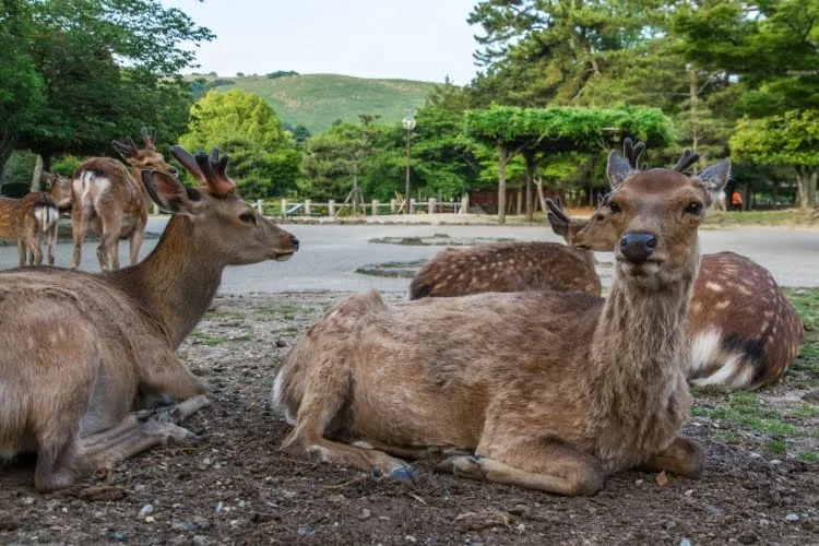 deer group nara park - japan