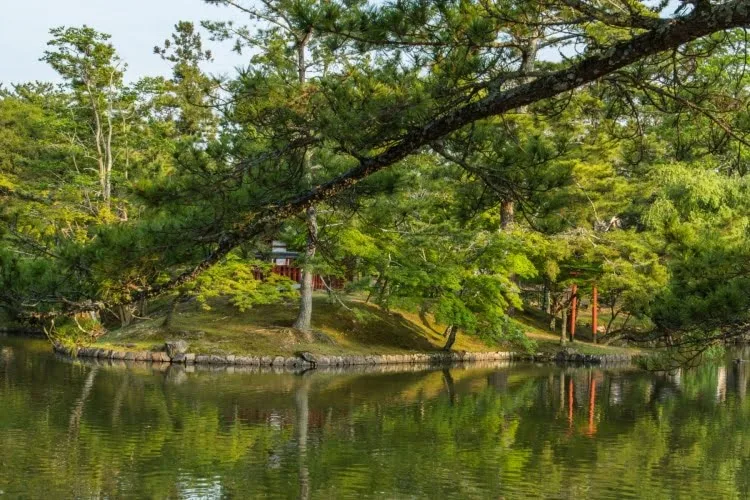 mirror pond island todai-ji nara temple - japan