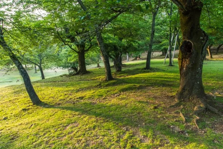 nara park - japan