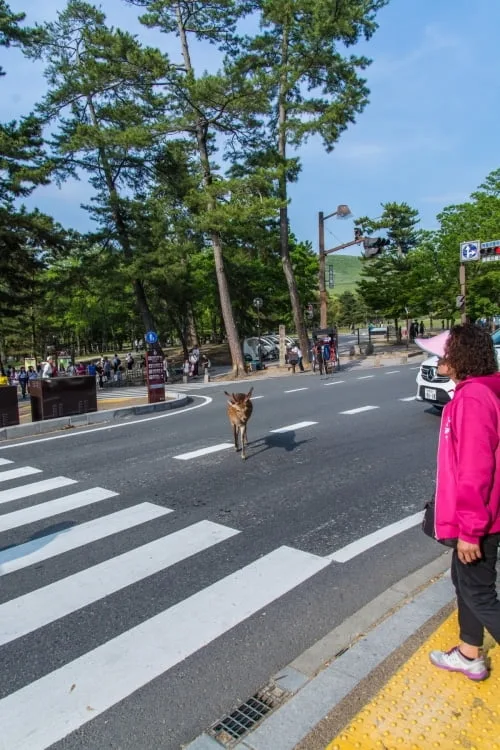 first deer nara - japan