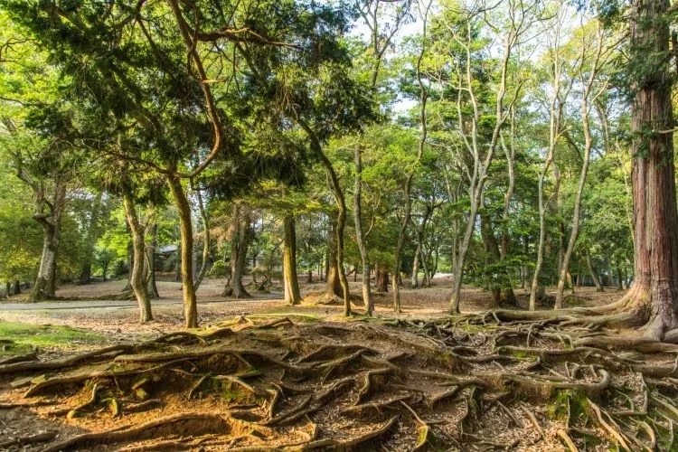 tree roots todai-ji nara - japan