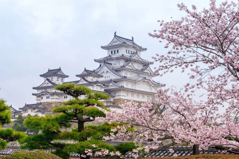 sakuras spring himeji castle japan