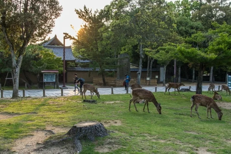 todai-ji park nara - japan