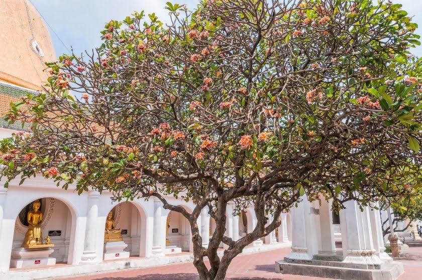 arbre en fleur au chedi de nakhon pathom