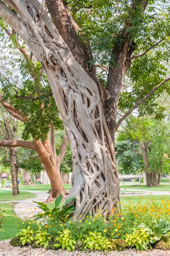 tree palace sanam chan nakhon pathom