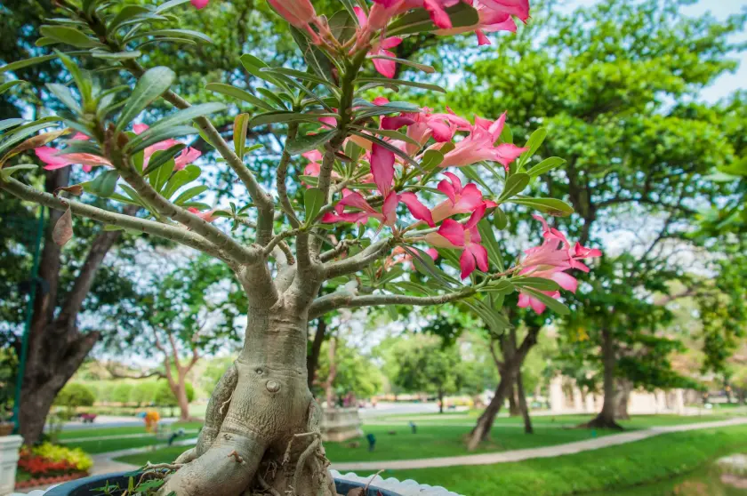bonzai palace sanam chan nakhon pathom