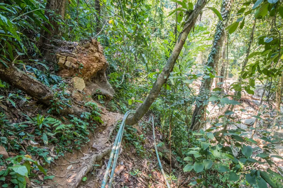 jungle path waterfall kai bae ko chang - thailand