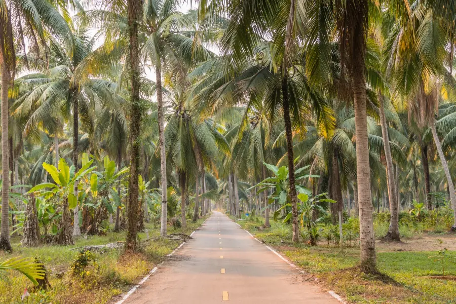 coconut grove near khiri phet ko chang waterfall - thailand