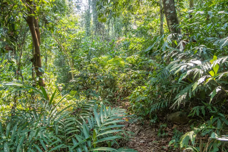 beginning path kai bae ko chang waterfall - thailand