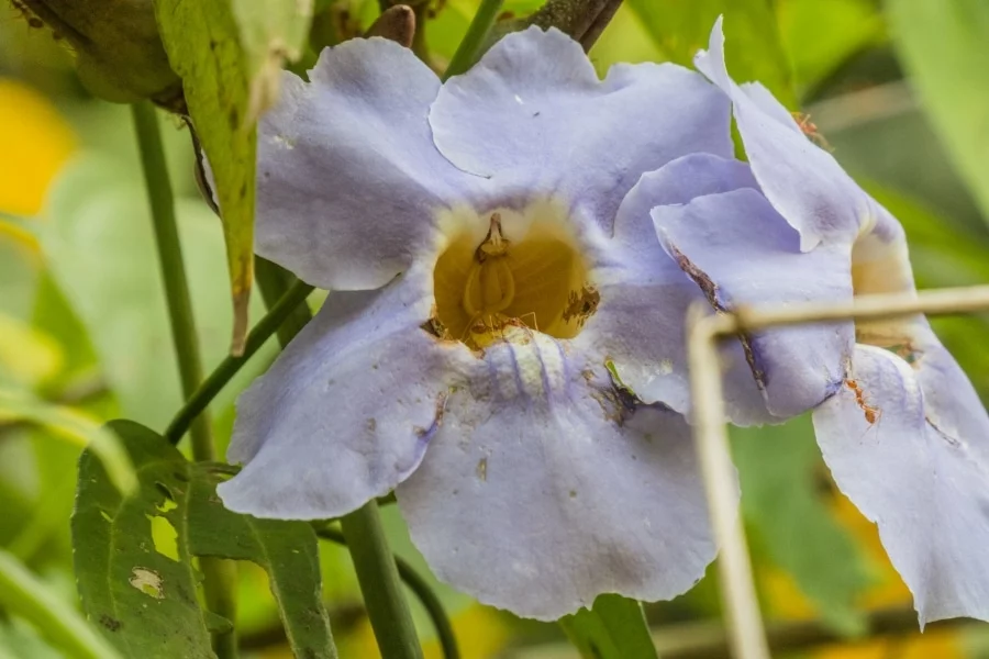 flower waterfall khlong chao lueam ko chang - thailand