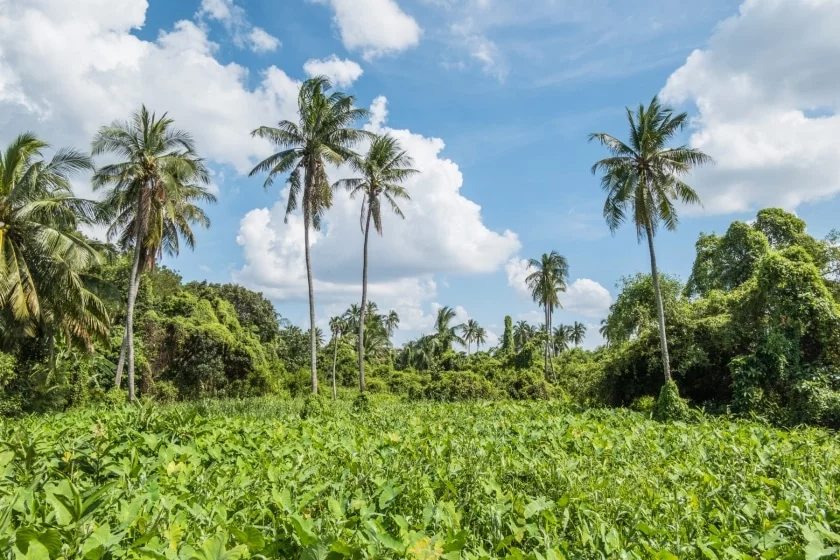 nature on ko kret island