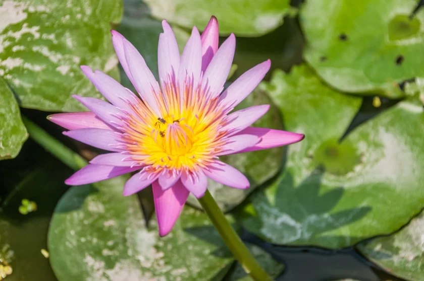 water lily at the foot of the pagoda phra pathom chedi