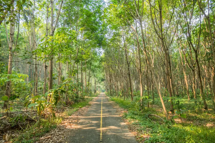 hevea plantation near khlong neung ko chang waterfall - thailand