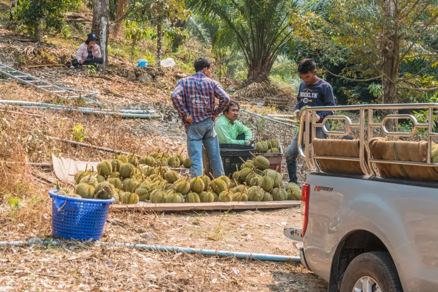 durian harvest near khlong nonsi ko chang waterfall - thailand
