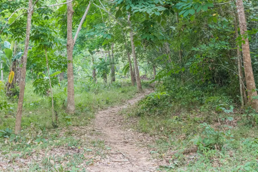khlong chao lueam ko chang waterfall trail - thailand