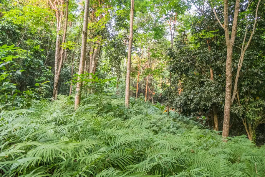 on trail khiri phet ko chang waterfall - thailand