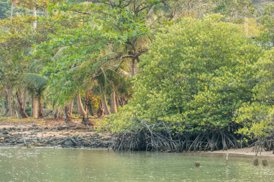 mangrove bang bao ko chang thailand