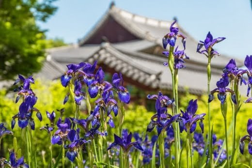 fleurs entree palais changdeokgung seoul