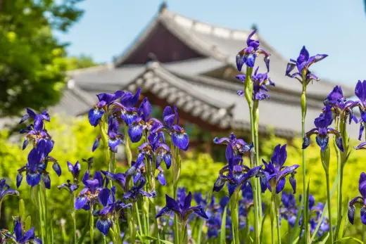 flowers entrance changdeokgung palace seoul