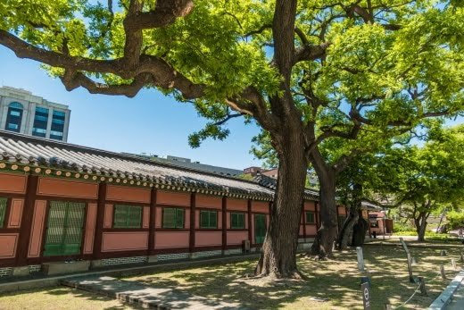 grands arbres porte donhwamun palais changdeokgung seoul