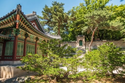 vegetation autour salle daejojeon - palais changdeokgung seoul