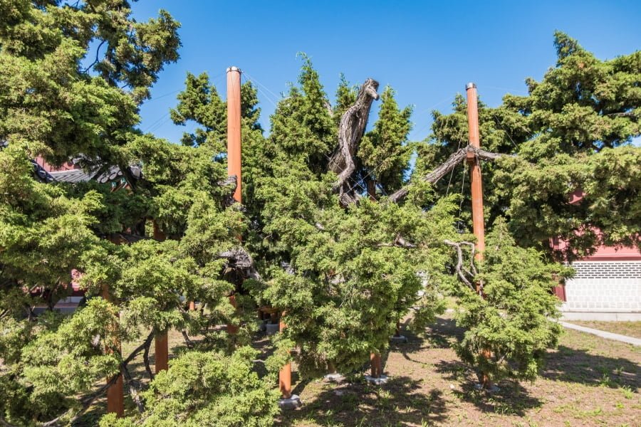 vieil arbre changdeokgung chinese juniper