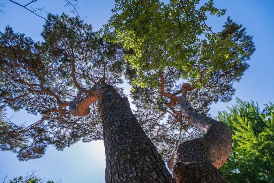 vieil arbre jardin secret changdeokgung palace seoul