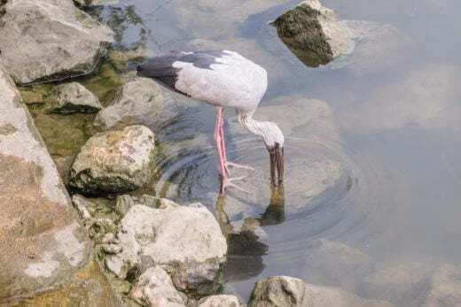 stork riverside tha chin the scene river - nakhon pathom