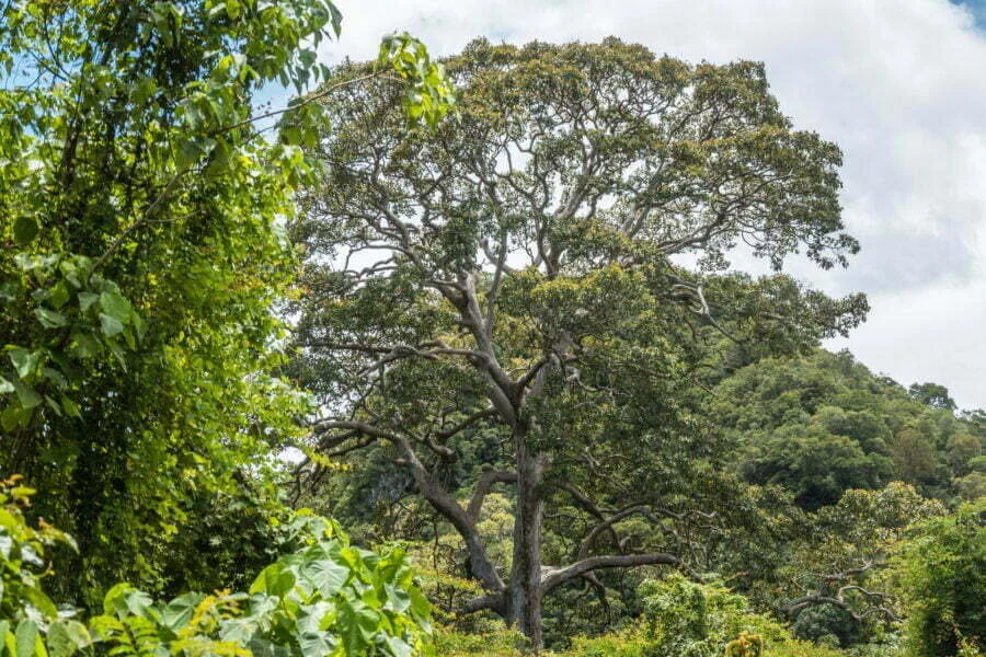 tree towards fishing village dan sawit - chumphon