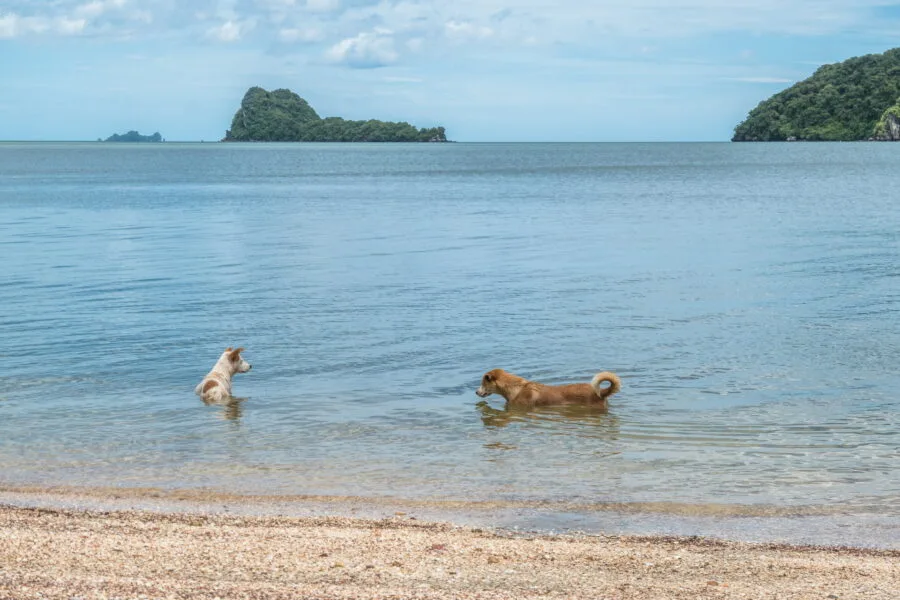 swimming dogs other beach without name district dan sawit